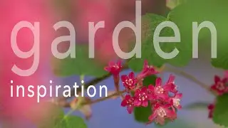 Photographic Inspiration in the Garden