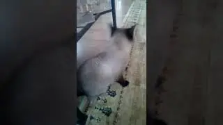 Коти
