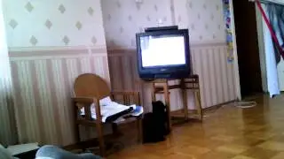 кот смотрит телевизор