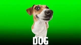 Dog Green Screen Video || Green Screen || Chroma Key || Content For Creators