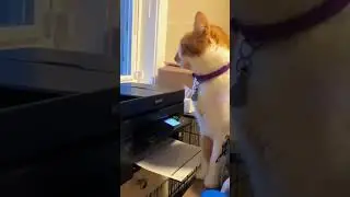 Смешные коты 😂