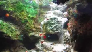 500 Gallon Fish Tank SetUp with Underwater Waterfall