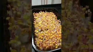 Как посадить микрозелень редиса?