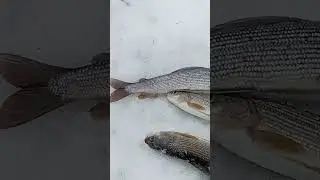 Хариус, не совсем то, чего хотелось 🤨