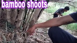 go pick bamboo shoots. for food / province life
