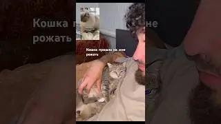 Кот -Пиражок и родильное отделение   