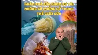 khám phá Sứa Bươm Sư Tử Những Gã Khổng Lồ Trong Thế Giới Sứa.
