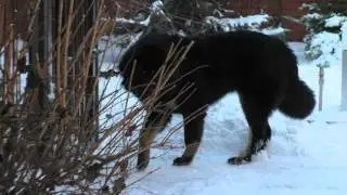 Тибетский мастиф Тиша