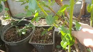 Обрезка голубики сорта Бонус