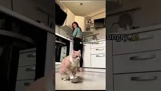 funny cats