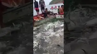 Lihat Ikan Hasil Tangkapan Warga Ini! #fishing #mancingmania #shorts