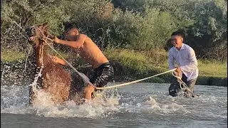 Мықты айғыр екен