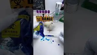 Amazing Experiment On Chicken