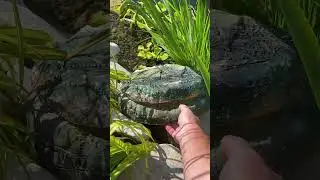 Мой пруд