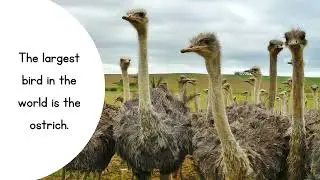 fun facts about birds | gk about birds