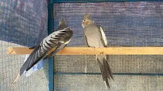 Cockatiel Eating Seeds | Gray Cockatiel |Natural sound | Birds |