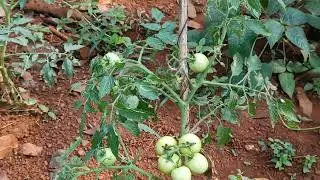 Our small vegetable garden// Summer vegetables// പച്ചക്കറി കൃഷി// Kerala village life