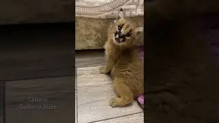 Чирикалка 