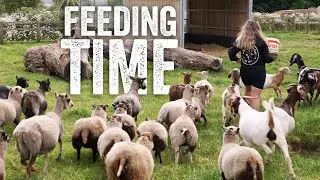 'It's when they try and trip you over... 😅 ' Charlie | Feeding Farm Animals