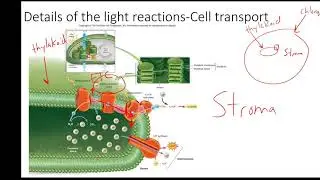 Light reactions of photosynthesis (concentration gradient focus)