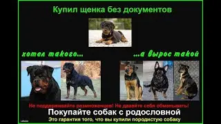 Покупая щенка что необходимо знать,что бы вас не кинули!!?