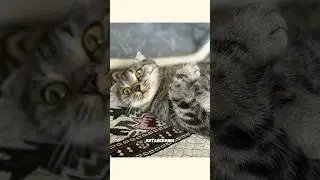 ШОТЛАНДСКАЯ ВИСЛОУХАЯ КОШКА! 
