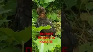 Кудрявый цып 