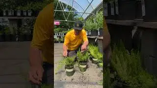 Asparagus Ferns & Their Secret to Drought Tolerance
