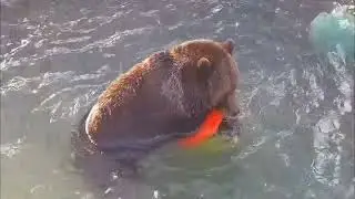 Любимчик по осени купается и играет в бассейне