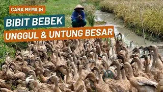 Cara Memilih Bibit Bebek Unggul Bagi Peternak Pemula || Ciri-ciri Bebek Berkualitas