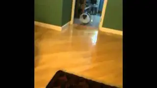 Rudy cone of shame