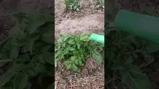 Чистотел от фитофторы и проволочника на картофеле. Пробую рецепт. 