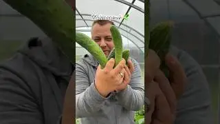 Огурцы в пупырку 
