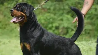 Biggest Rottweiler Kennel Of North India|Rottweiler farm Of India #rottweilerdog #trending