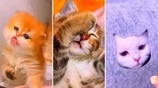 This Adorobal Cat Is So Cute You'll just HAVE To Share It