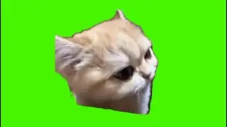 green screen cute white cat is confused