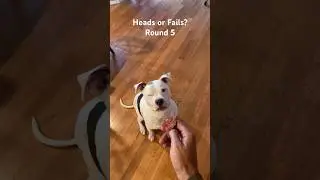 Canine Coin Flip - Heads or Fails? Round 5 