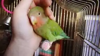 Неразлучник кайфует
