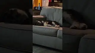 puppy dreams