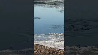 Движуха на Бирюсе