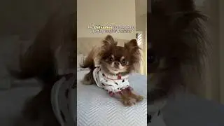 ‼️Chihuahua's Mood Swings: Sweet to Spicy real quick 🍓😰🌶️