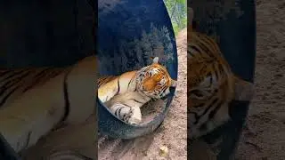 Tube Tiger