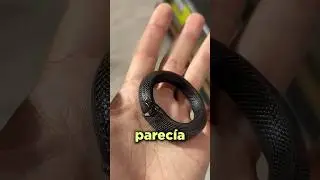 Esta Serpiente se Comió a sí Misma…