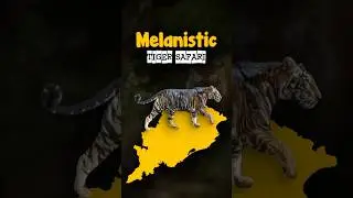 Melanistic Tiger Safari | Pseudo Melanism 