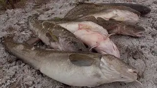 Burbot's Feeding on Frosty October Nights! Season 2021.