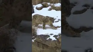 Ever Wondered How Snow Leopards Survive the Cold? Find Out Now!