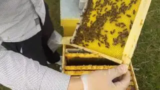 sakin arilar ile petek kabartma ve koloni ilerleyisi calm honey bees 08 03 2017