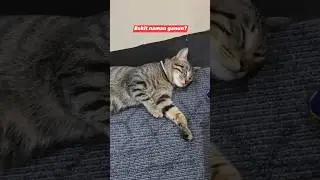 cute 🥰 #furbaby #catlover #doglover #foryou #fyp