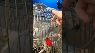 Попугай Жако научился кивать и обожает когда его гладят как кота) #попугай #жако #птица #птицы