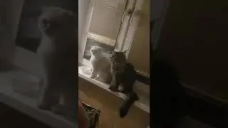Если не идёт одна кошка пойдут другие